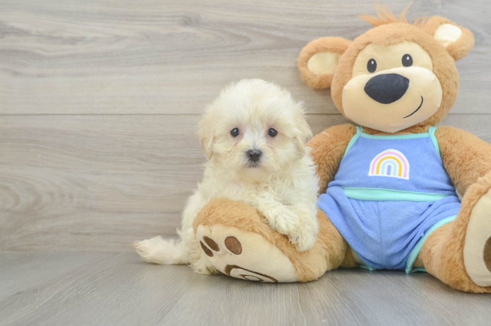 7 week old Maltipoo Puppy For Sale - Pilesgrove Pups