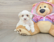9 week old Maltipoo Puppy For Sale - Pilesgrove Pups