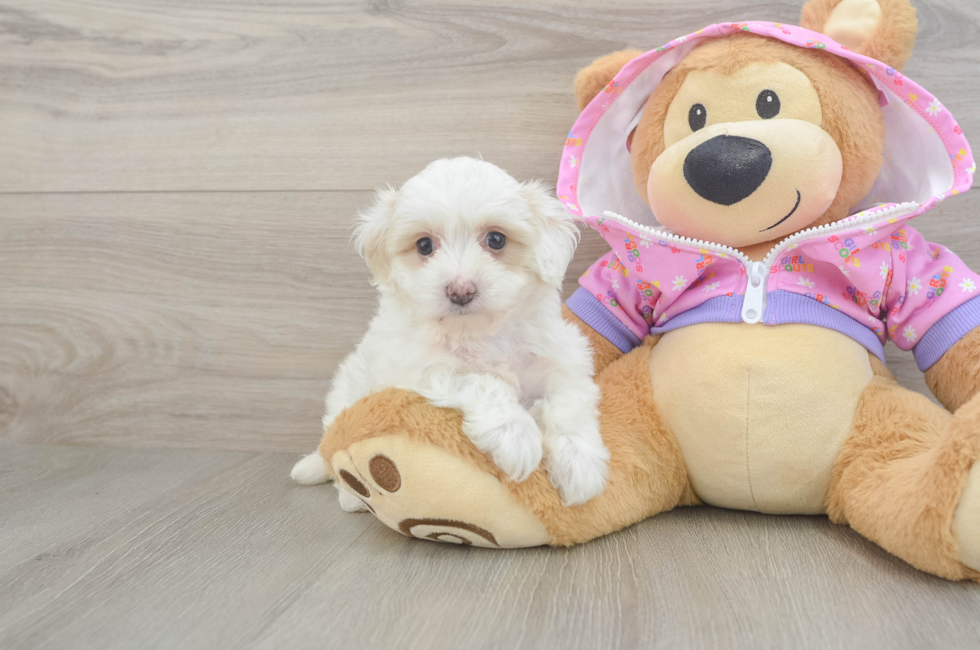 5 week old Maltipoo Puppy For Sale - Pilesgrove Pups