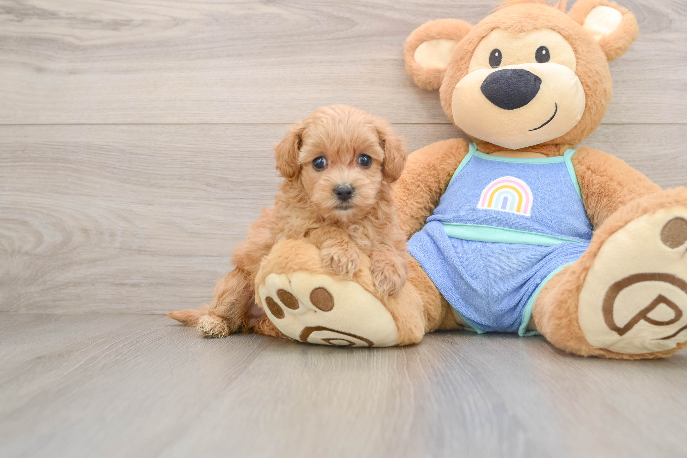 Friendly Maltipoo Baby