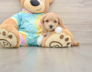 7 week old Maltipoo Puppy For Sale - Pilesgrove Pups