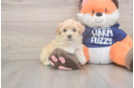 Maltipoo Pup Being Cute