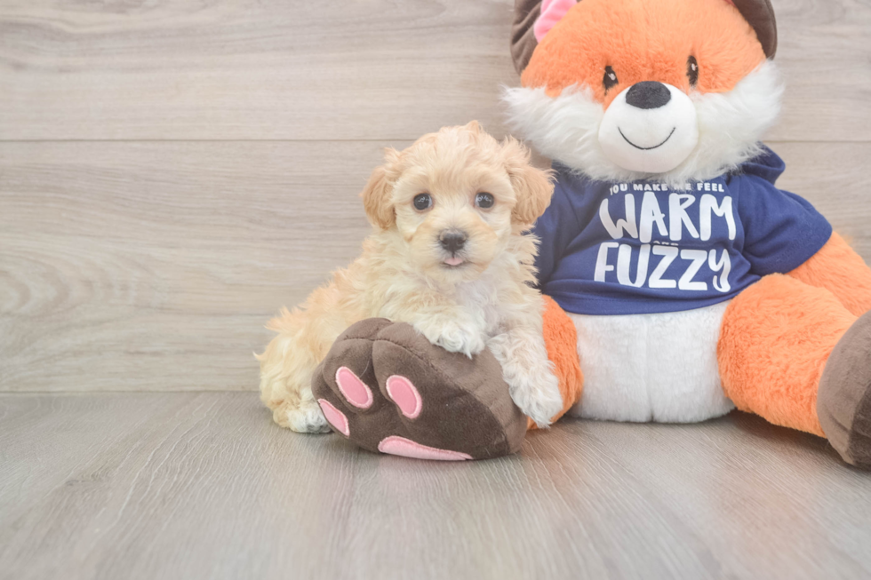 Maltipoo Pup Being Cute
