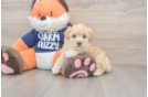 Playful Maltepoo Poodle Mix Puppy