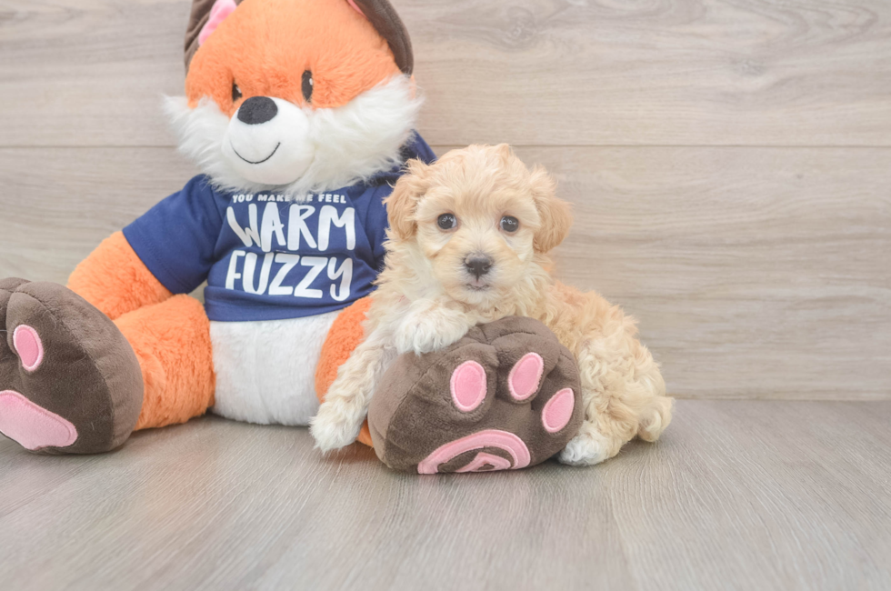 6 week old Maltipoo Puppy For Sale - Pilesgrove Pups