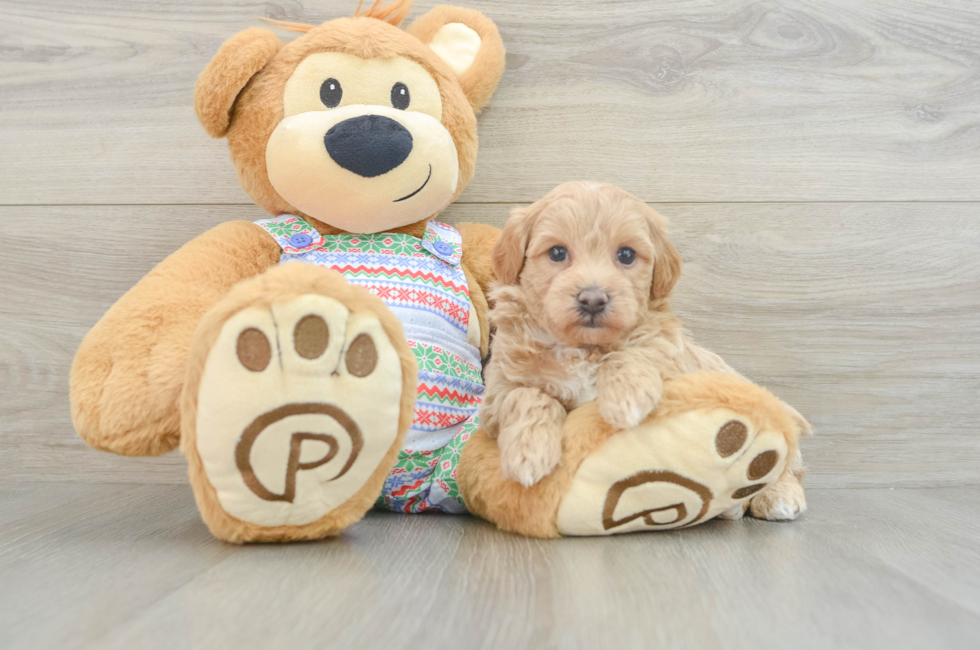 6 week old Maltipoo Puppy For Sale - Pilesgrove Pups