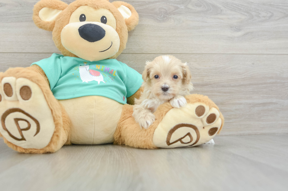 9 week old Maltipoo Puppy For Sale - Pilesgrove Pups