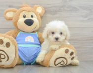 8 week old Maltipoo Puppy For Sale - Pilesgrove Pups