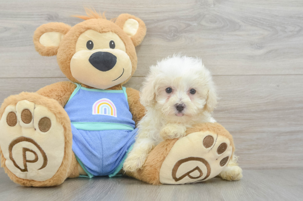 7 week old Maltipoo Puppy For Sale - Pilesgrove Pups