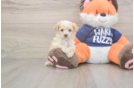 Best Maltipoo Baby