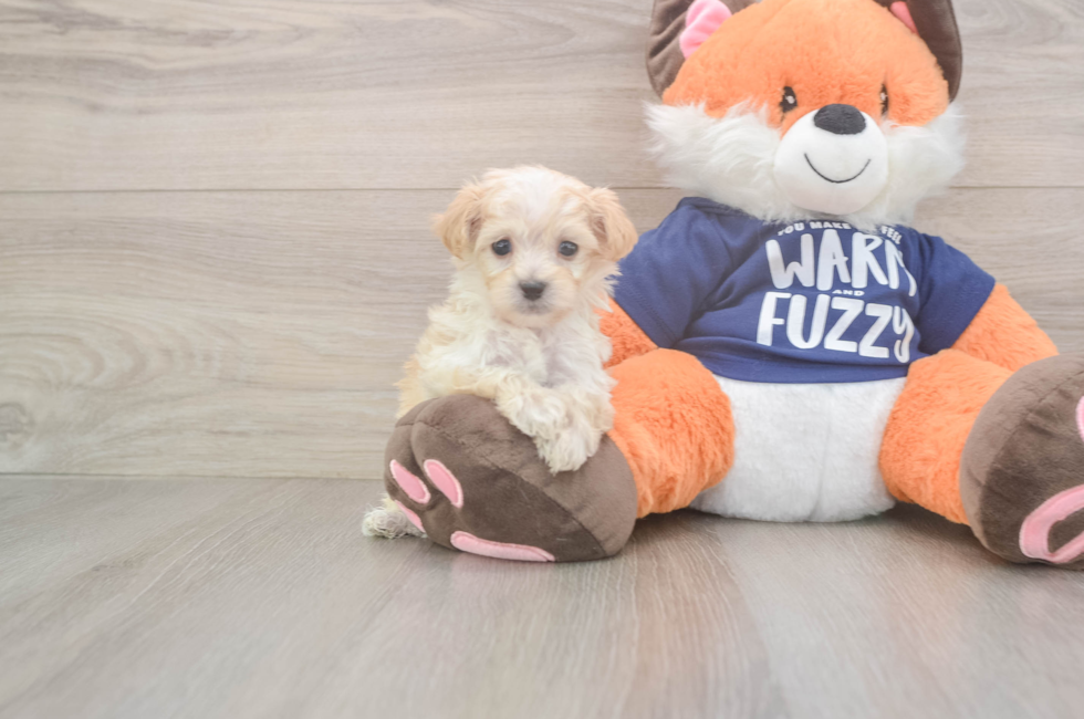6 week old Maltipoo Puppy For Sale - Pilesgrove Pups