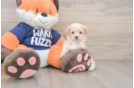 Cute Maltipoo Baby