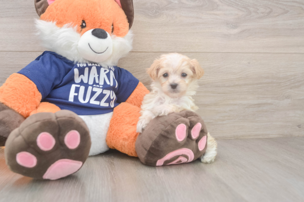 Cute Maltipoo Baby