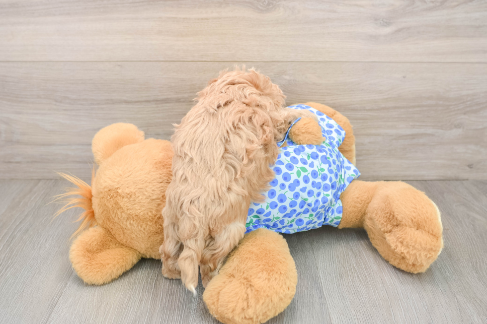 Hypoallergenic Maltidoodle Poodle Mix Puppy
