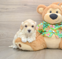 7 week old Maltipoo Puppy For Sale - Pilesgrove Pups