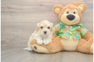 Sweet Maltipoo Baby