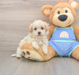 5 week old Maltipoo Puppy For Sale - Pilesgrove Pups