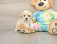 7 week old Maltipoo Puppy For Sale - Pilesgrove Pups