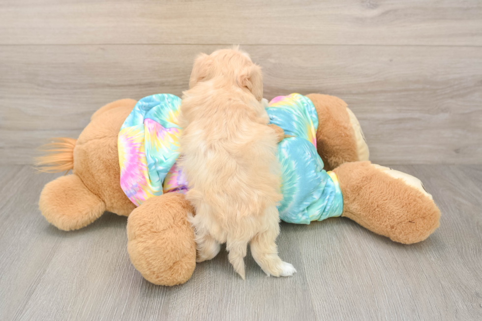 Best Maltipoo Baby