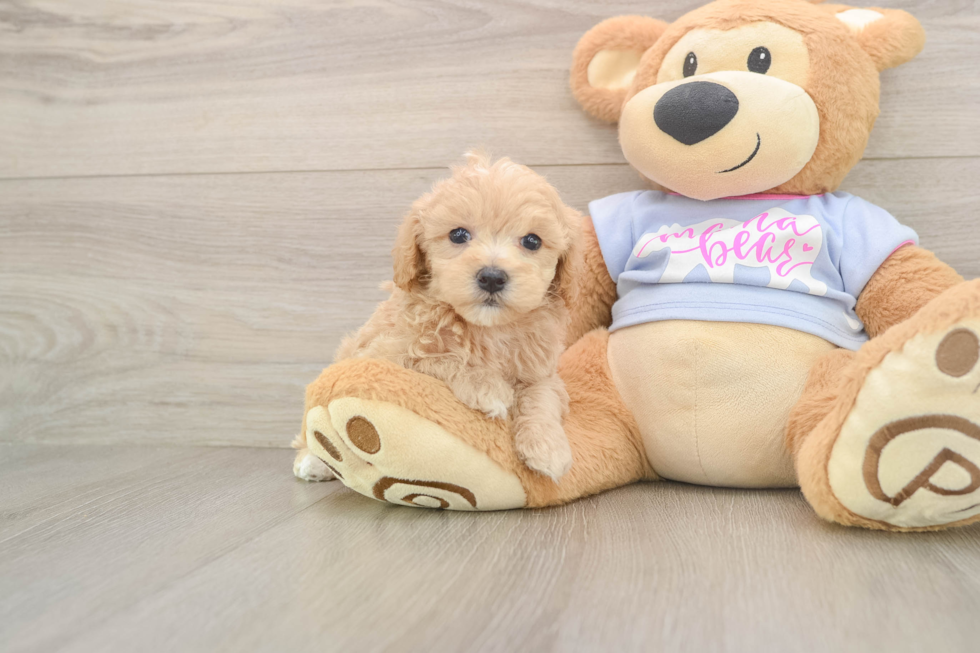 Maltipoo Pup Being Cute