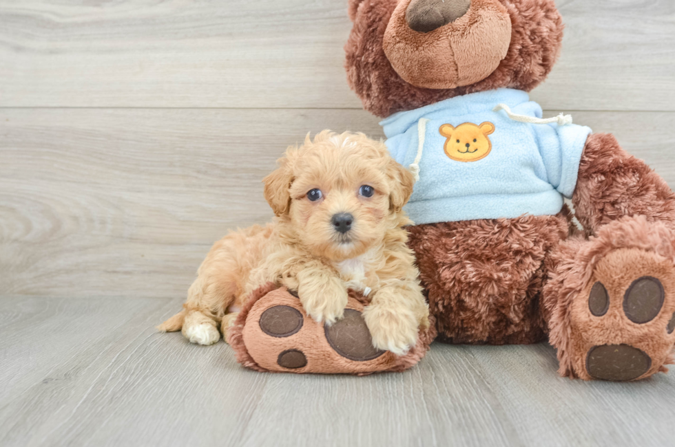 6 week old Maltipoo Puppy For Sale - Pilesgrove Pups