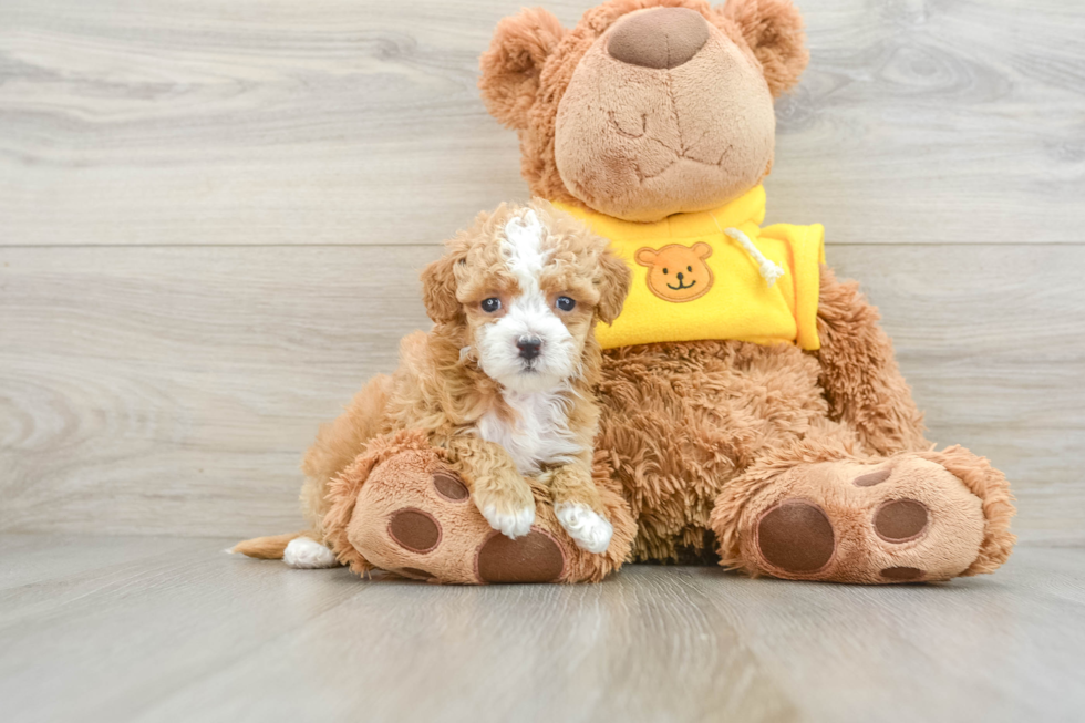 Maltipoo Pup Being Cute