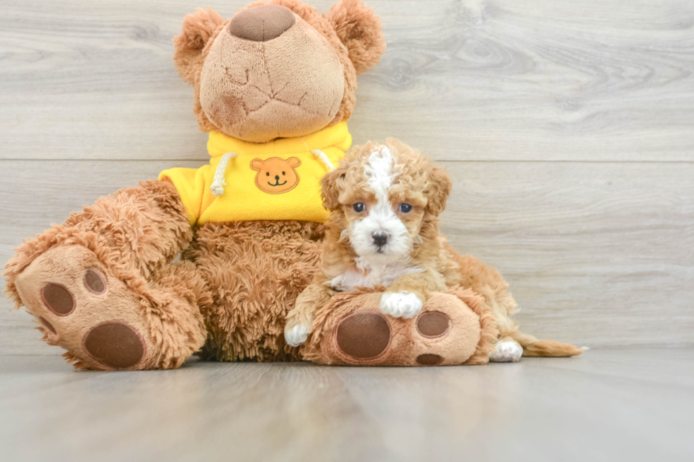 Smart Maltipoo Poodle Mix Pup