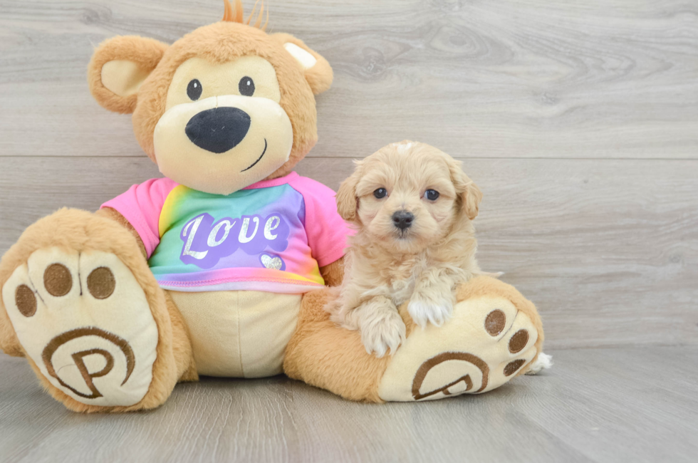 6 week old Maltipoo Puppy For Sale - Pilesgrove Pups