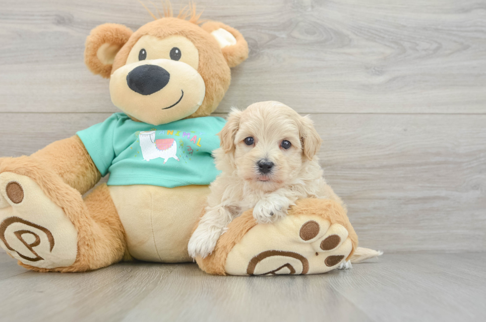 7 week old Maltipoo Puppy For Sale - Pilesgrove Pups