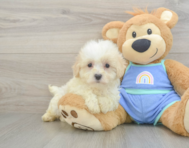 8 week old Maltipoo Puppy For Sale - Pilesgrove Pups
