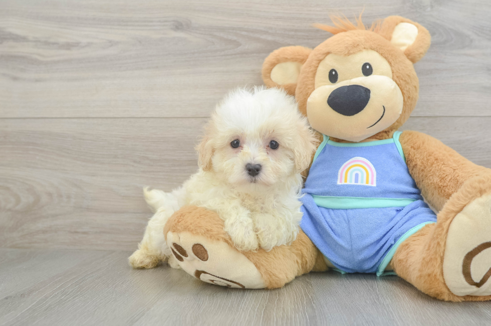 7 week old Maltipoo Puppy For Sale - Pilesgrove Pups