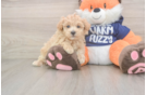 Maltipoo Puppy for Adoption