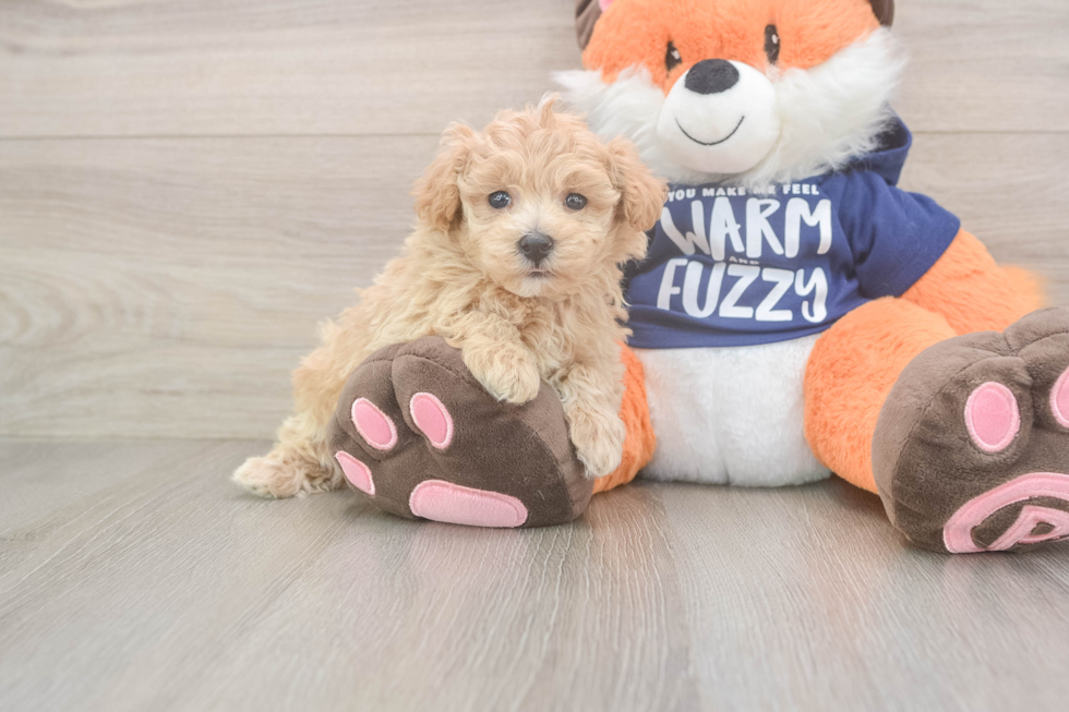 Maltipoo Puppy for Adoption