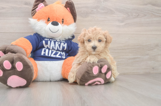 Best Maltipoo Baby
