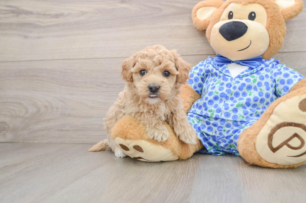 Friendly Maltipoo Baby