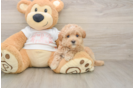 Best Maltipoo Baby