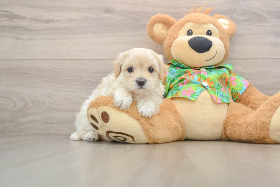 Maltipoo Pup Being Cute