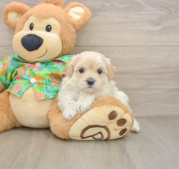 7 week old Maltipoo Puppy For Sale - Pilesgrove Pups