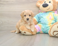 7 week old Maltipoo Puppy For Sale - Pilesgrove Pups