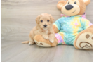 Best Maltipoo Baby