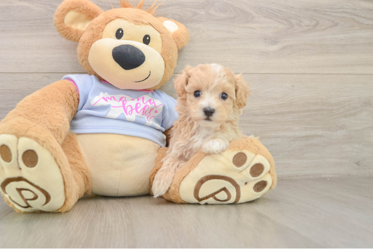 Maltipoo Pup Being Cute