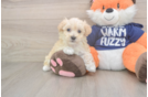 Playful Maltepoo Poodle Mix Puppy