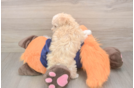 Energetic Malt a Poo Poodle Mix Puppy