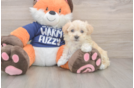 Sweet Maltipoo Baby