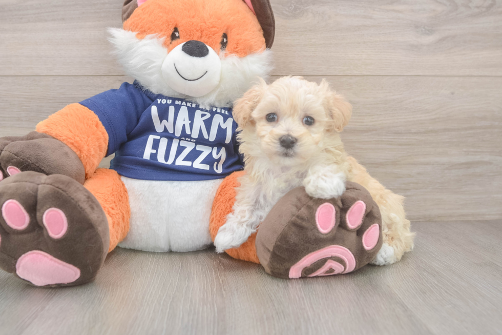 Sweet Maltipoo Baby
