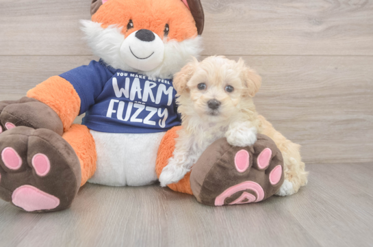 Sweet Maltipoo Baby