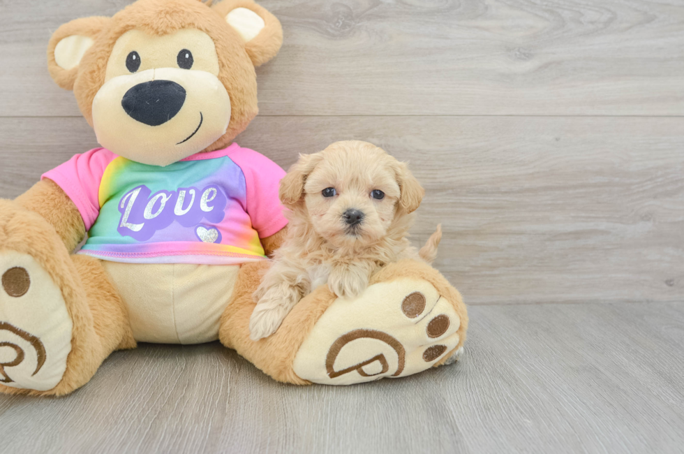 6 week old Maltipoo Puppy For Sale - Pilesgrove Pups