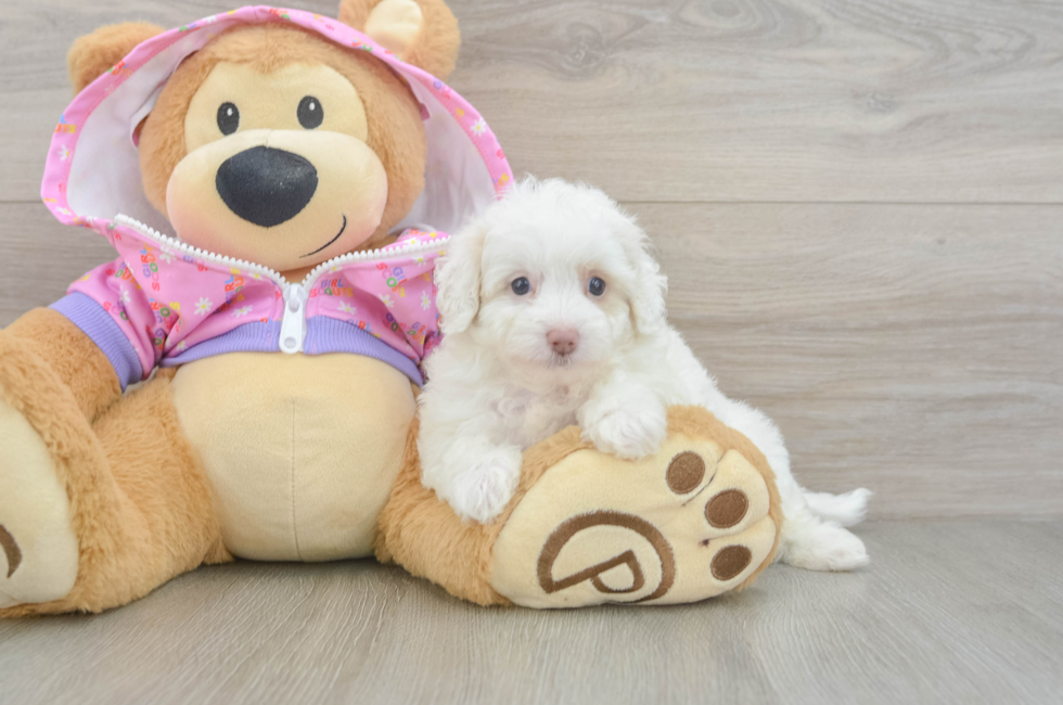 5 week old Maltipoo Puppy For Sale - Pilesgrove Pups