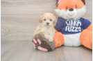 Playful Maltese Poodle Poodle Mix Puppy
