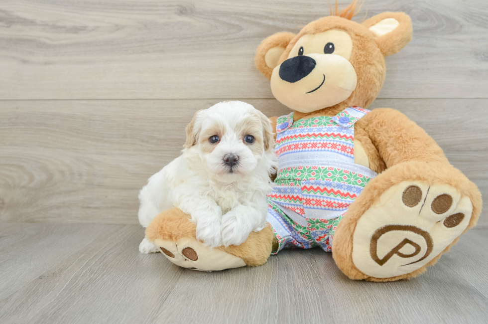 5 week old Maltipoo Puppy For Sale - Pilesgrove Pups